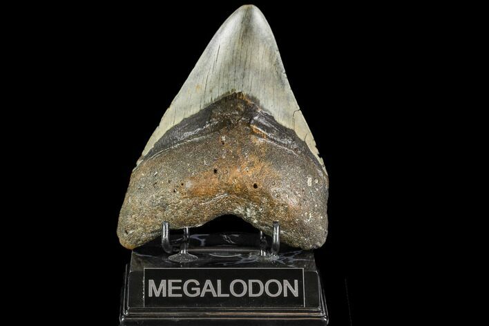 Large, Fossil Megalodon Tooth - North Carolina #108936
